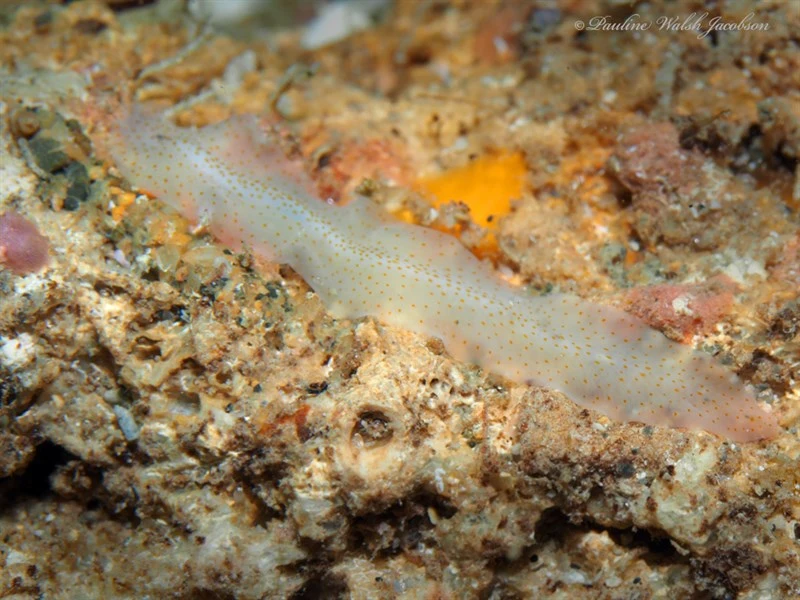 , Freckled Flatworm, Enchiridium periommatum