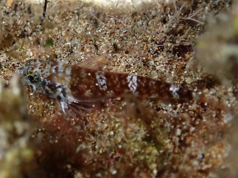 Hawaiian blackhead triplefin, Hawaiian Blackhead Triplefin, Enneapterygius atriceps