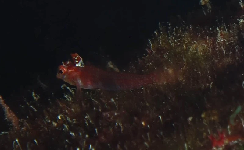 Crimson triplefin, Crimson Triplefin , Triplefin Blenny, Enneapterygius qirmiz