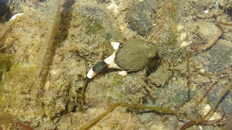 Buffalo sculpin, Buffalo Sculpin - Enophrys bison, Enophrys bison