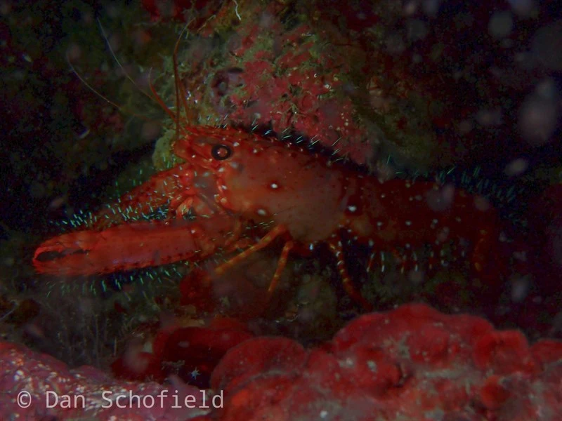 , Red Reef Lobster, Enoplometopus occidentalis