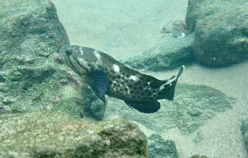 Catface grouper, , Epinephelus andersoni