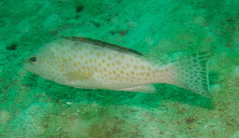 Areolate grouper, Areolate Grouper, Epinephelus areolatus