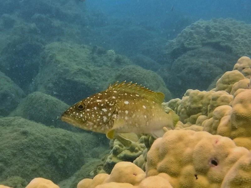 , Grouper - Epinephelus clippertonensis, Epinephelus clippertonensis