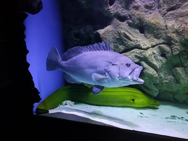 Blue-and-yellow grouper, Blue And Yellow Grouper, Epinephelus flavocaeruleus