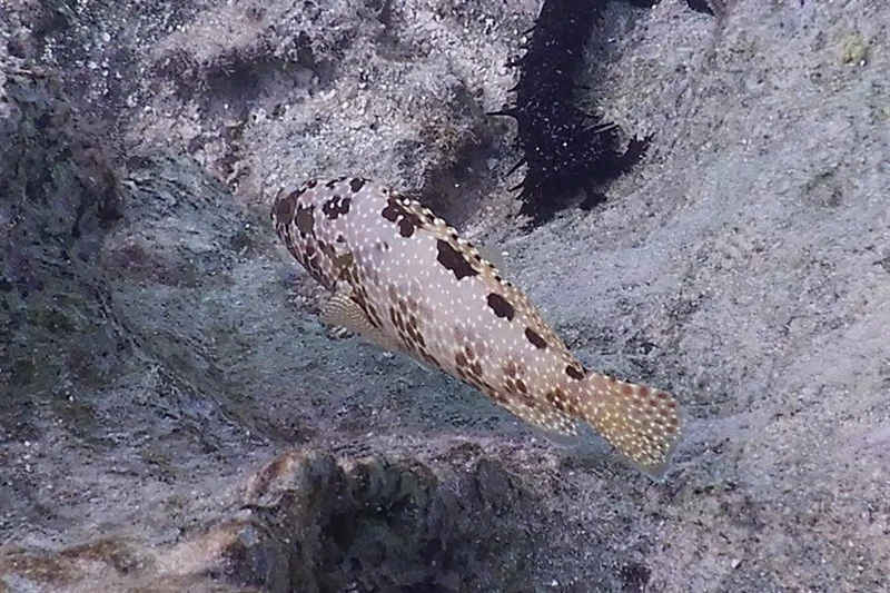 Starspotted grouper, Starspotted Grouper, Epinephelus hexagonatus