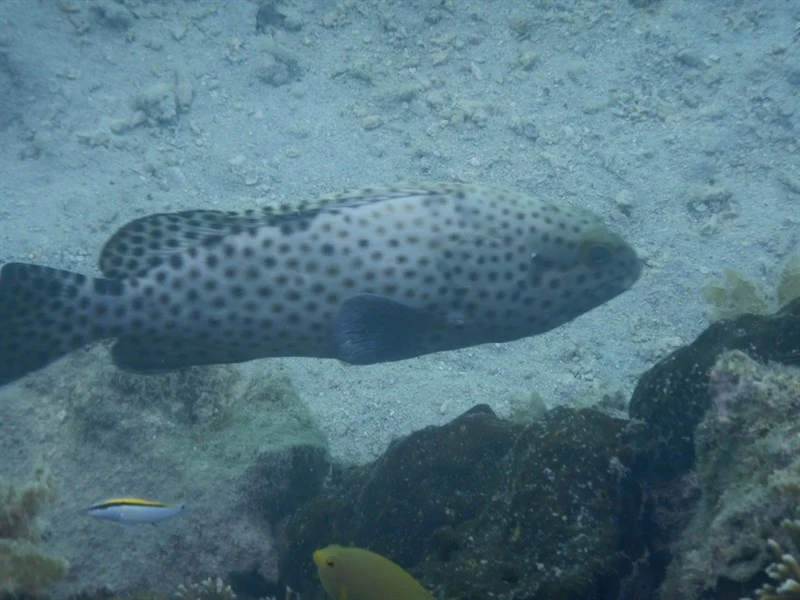 Blacksaddle grouper, Epinephelus howlandi, Epinephelus howlandi