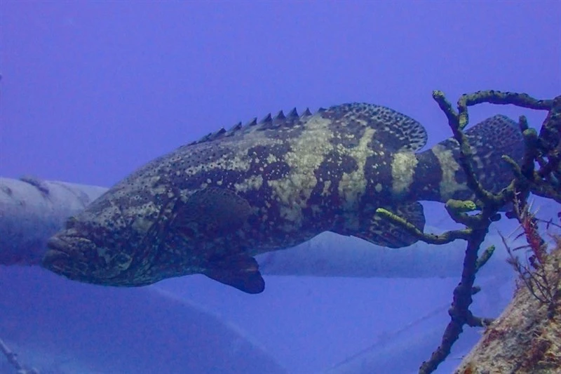 Atlantic goliath grouper, Atlantic Goliath Grouper, Epinephelus itajara