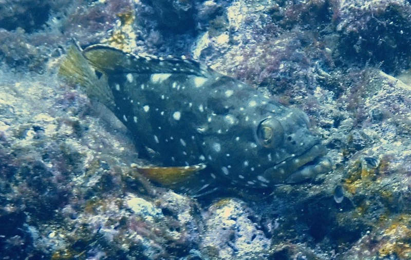Starry grouper, Starry Grouper, Flag Cabrilla, Epinephelus labriformis