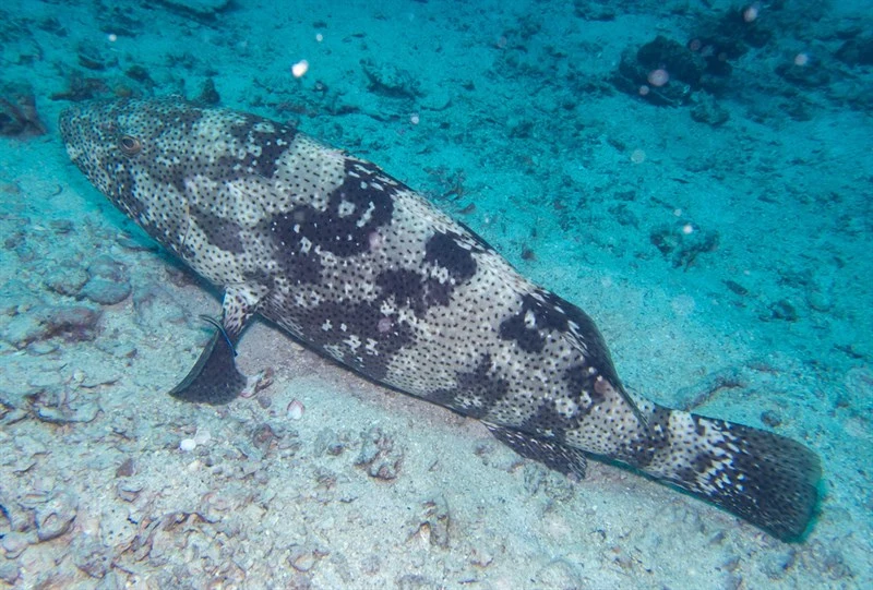 Malabar grouper, Malabar Grouper, Epinephelus malabaricus