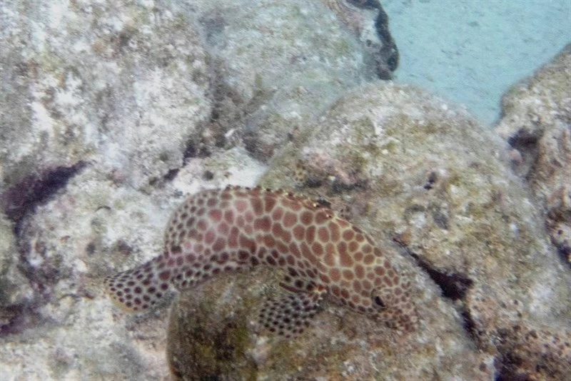 Honeycomb grouper, Dwarf-spotted Grouper, Honeycomb Cod, Honeycomb Grouper, Honeycomb Rock Cod, Wire-netted Reefcod, Wire-netting Cod, Epinephelus merra