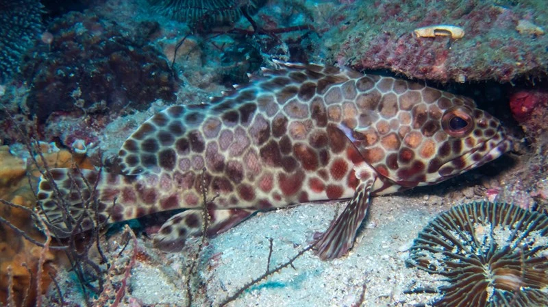 Longfin grouper, Bar-breasted Rock-cod, Gilbert's Rock-cod, Honeycomb Cod, Honeycomb Rockcod, Long Finned Rock Cod, Longfin Cod, Longfin Grouper, Long-finned Cod, Long-finned Rockcod, Long-finned Rock-cod, Rockcod, Spotted Groper, Wirenet Cod, Epinephelus quoyanus