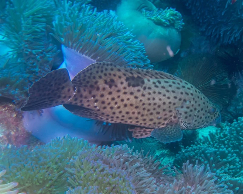 Threespot grouper, , Epinephelus trimaculatus