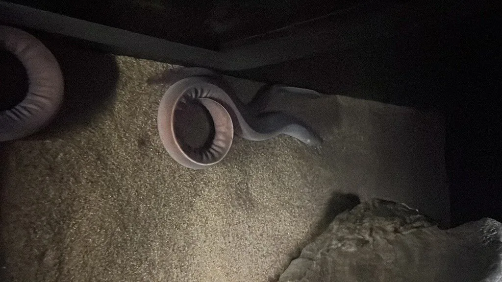 Pacific hagfish, , Eptatretus stoutii