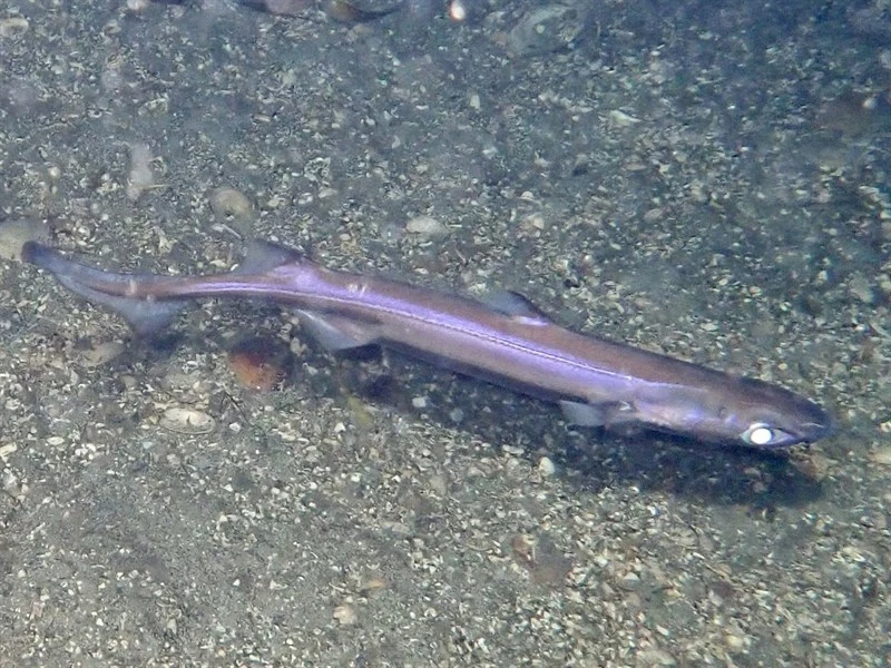 Velvet belly, Velvet Belly, Etmopterus spinax