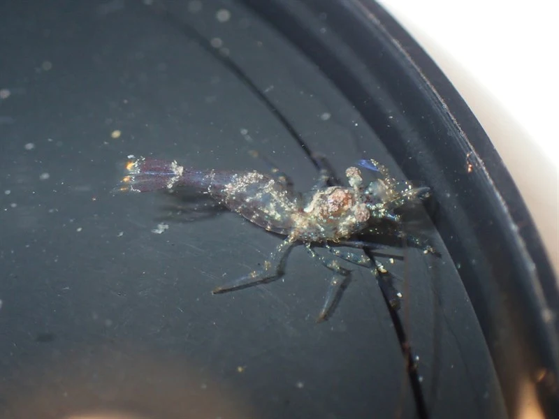, Eualus cranchii, Eualus cranchii