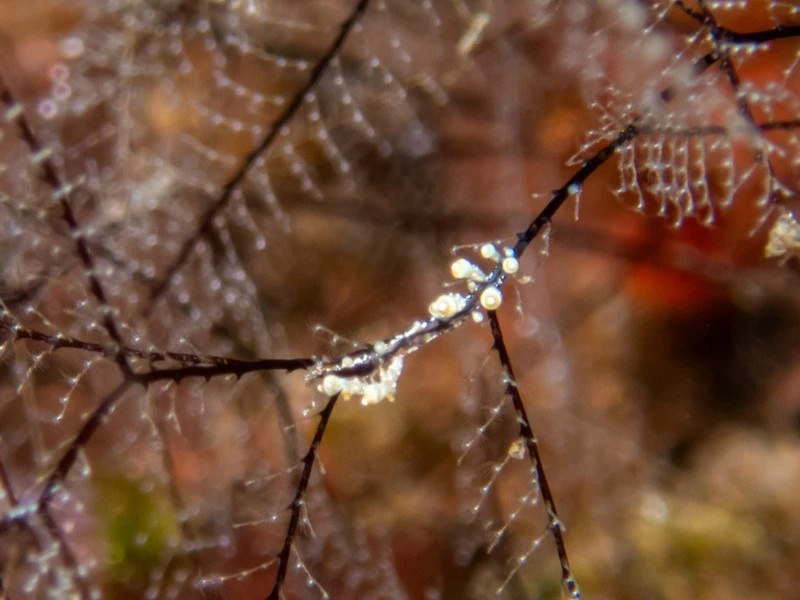 , Eubranchus putnami
