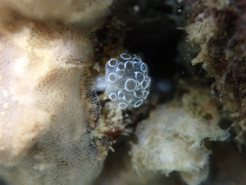 , Eudistoma circumvallatum, Eudistoma circumvallatum
