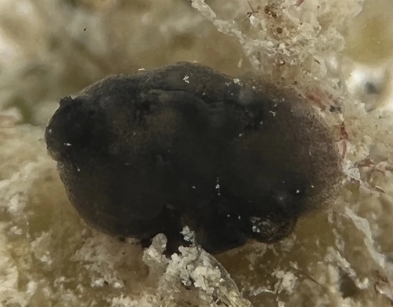 , Eudistoma obscuratum