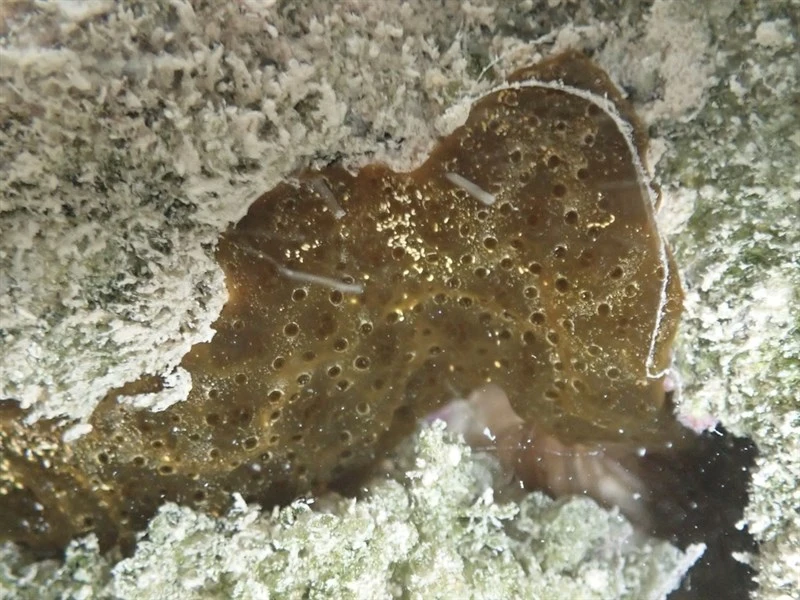 , Eudistoma olivaceum