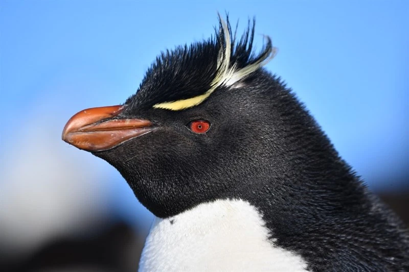 , Southern Rockhopper Penguin, Rockhopper Penguin, Rockhopper, Victoria Penguin, Drooping-Crested Penguin, Tufted Penguin, Crested Penguin, Jackass Penguin, Eudyptes chrysocome
