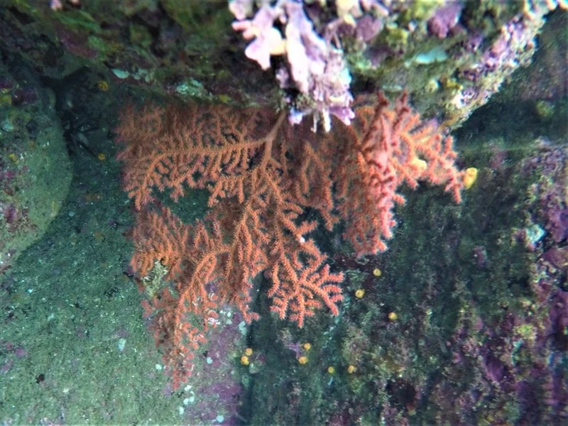 , Purple Gorgonian - Eugorgia rubens, Eugorgia rubens