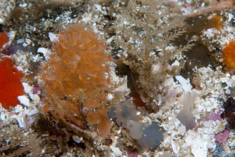 , Eunephthya granulata
