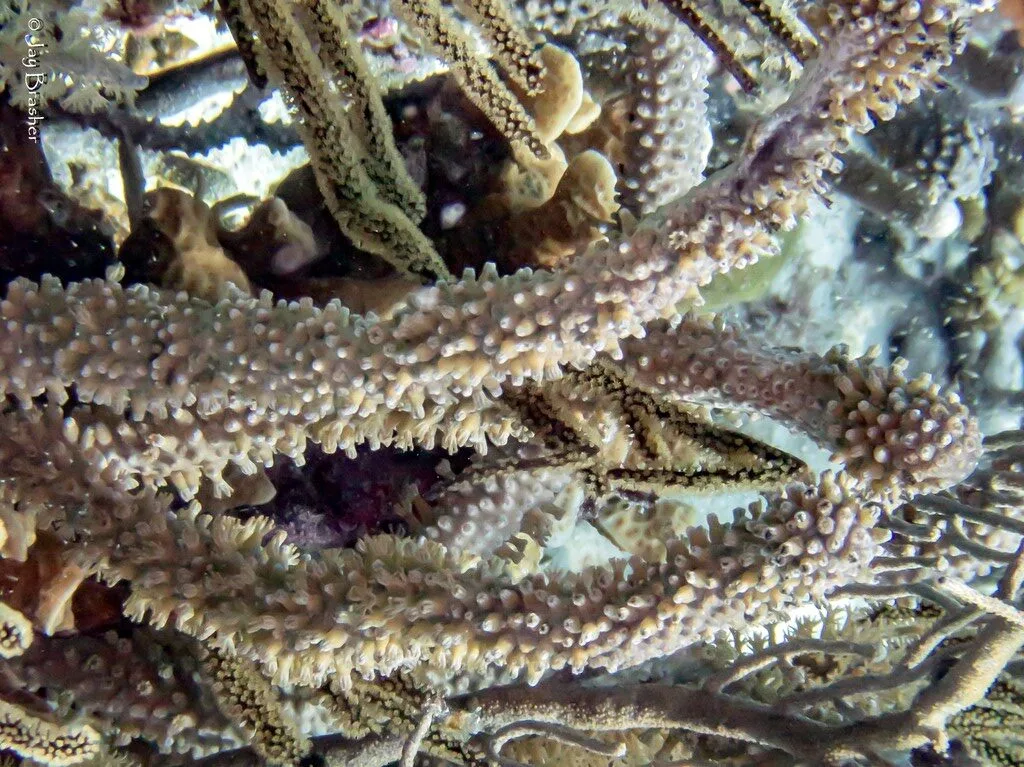 , Shelf-knob Sea Rod, Eunicea succinea