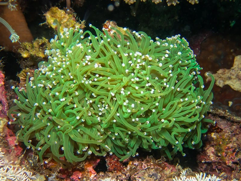 , Goldtipped Torch Coral, Torch Coral, Euphyllia glabrescens