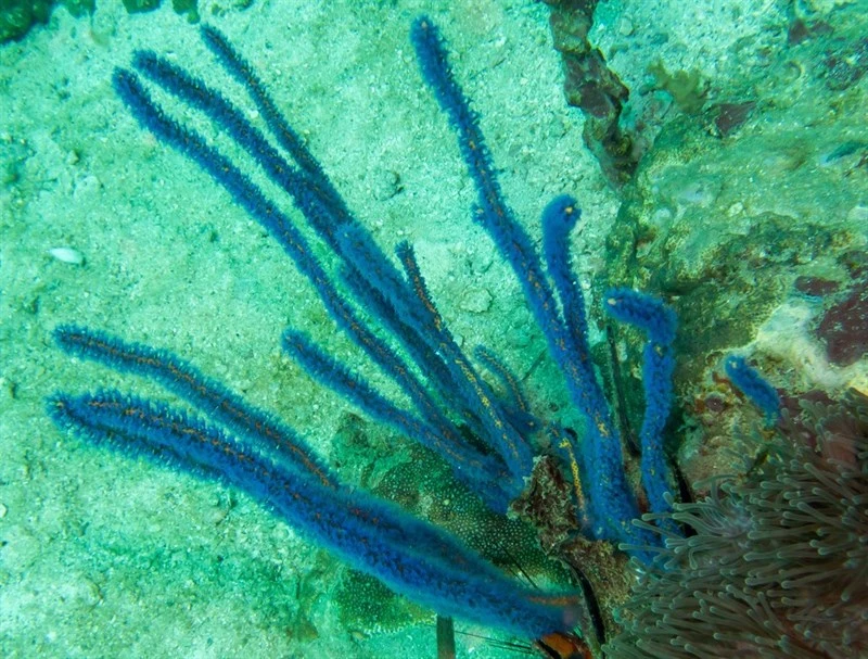 , Euplexaura erecta