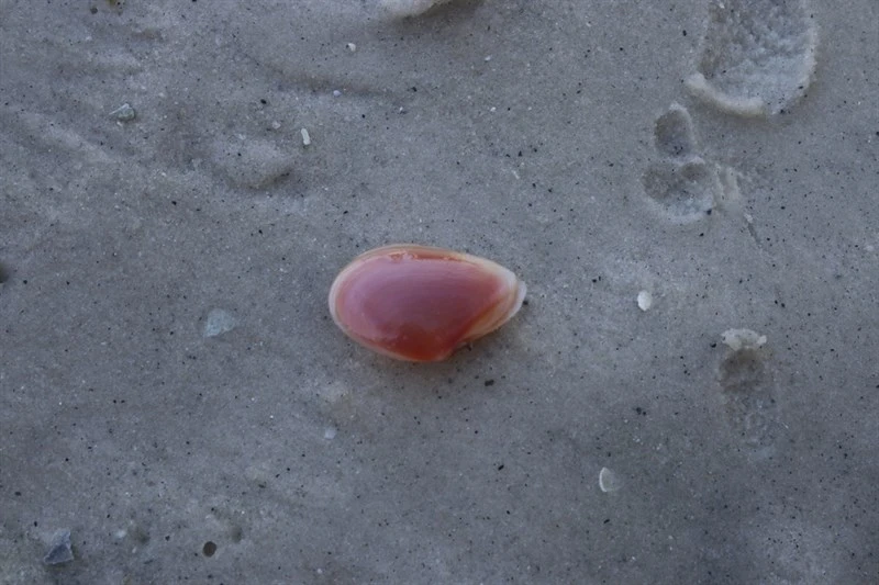 , Eurytellina punicea, Eurytellina punicea