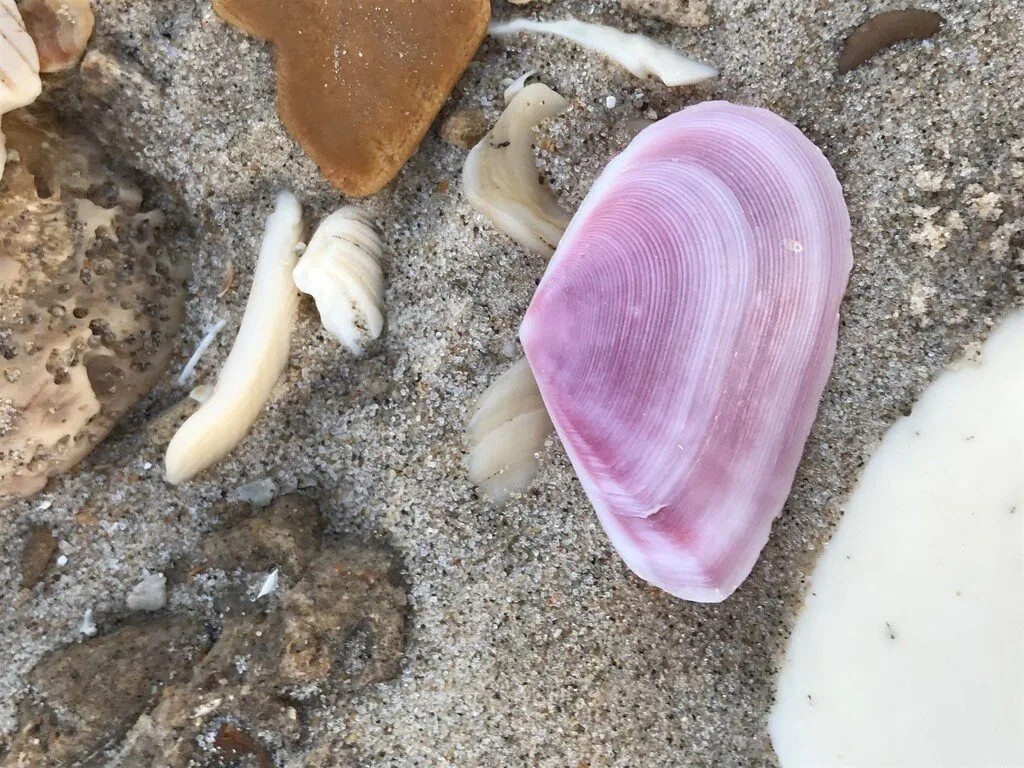 , Eurytellina simulans