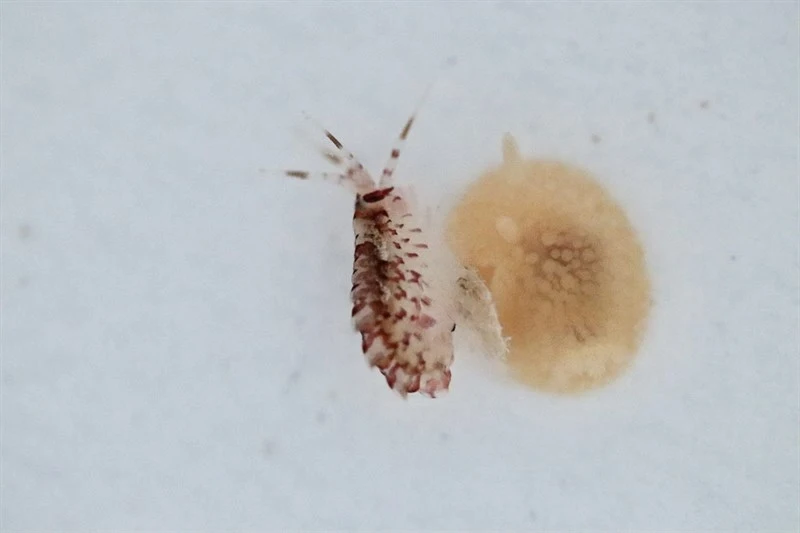 , Eusirus cuspidatus, Eusirus cuspidatus