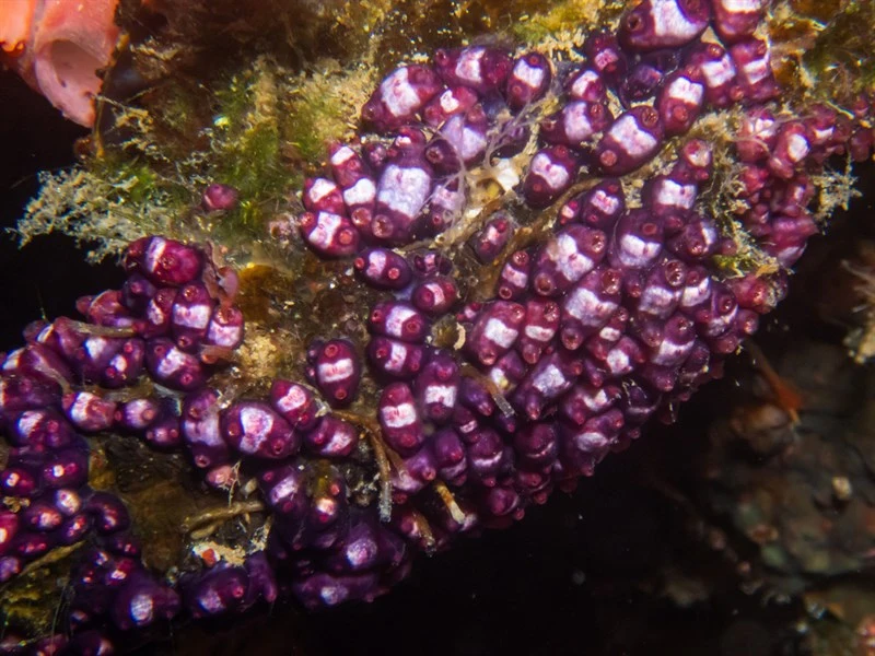 , Sea Squirt, Eusynstyela misakiensis