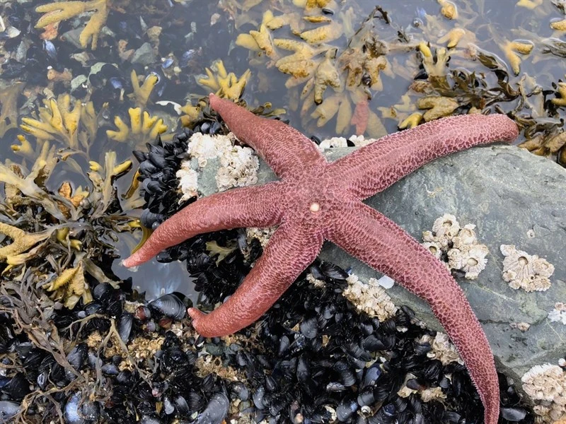 , Evasterias echinosoma