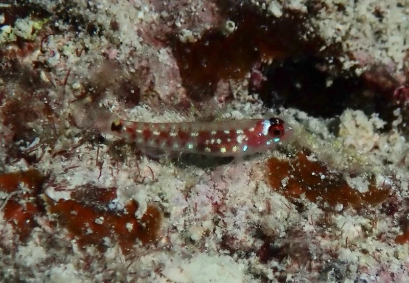 Comet dwarfgoby, Comet Pygmy Goby, Eviota cometa