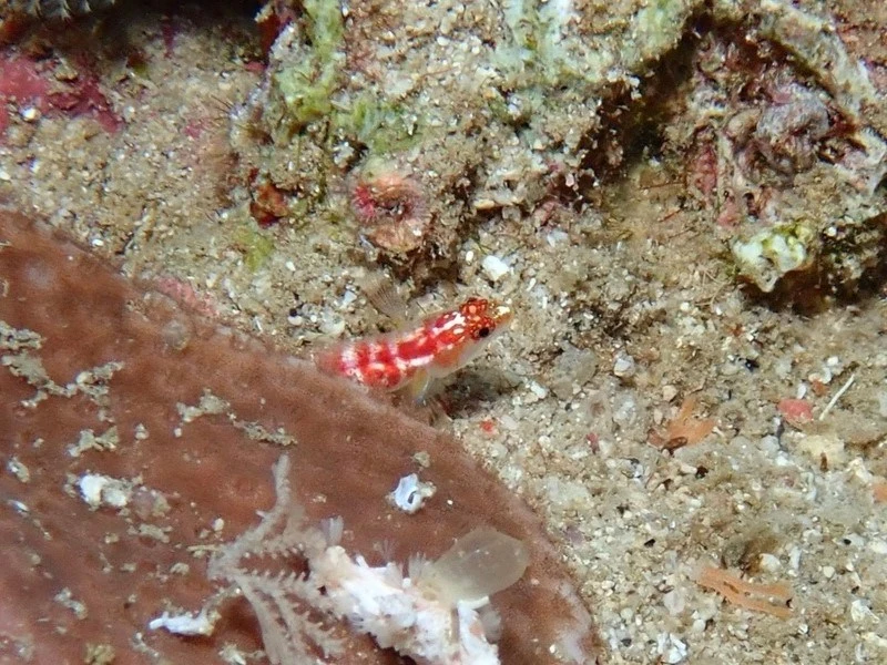 Brownbanded dwarfgoby, Broad-banded Pygmy Goby, Eviota latifasciata