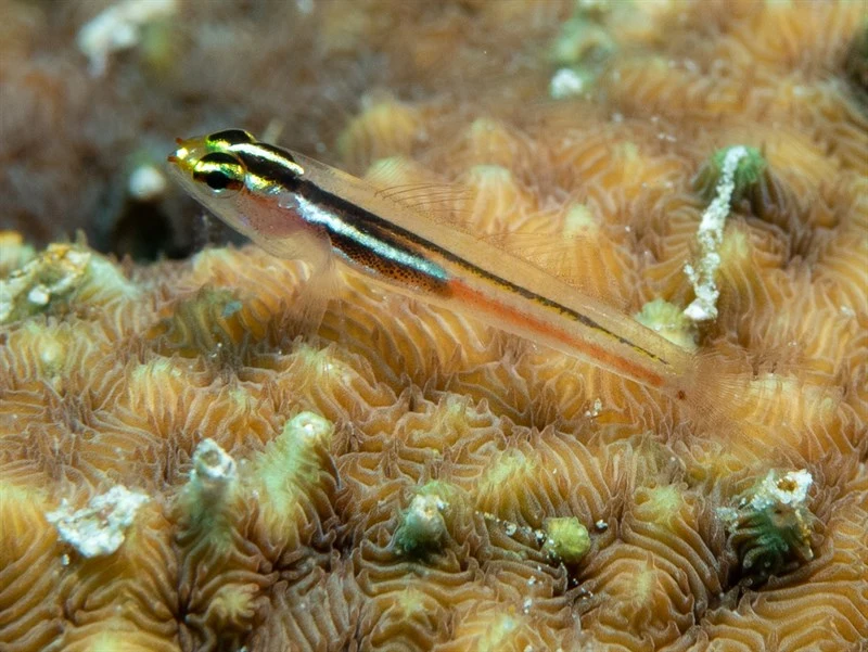 Miki's dwarfgoby, White-line Dwarfgoby, Miki's Pygmy-goby, Eviota mikiae
