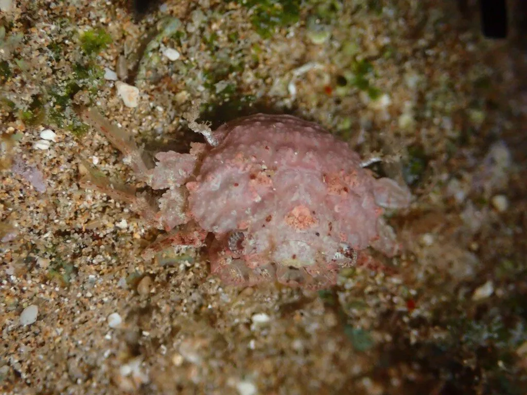 , Button Crab - Exopalicus maculatus, Exopalicus maculatus