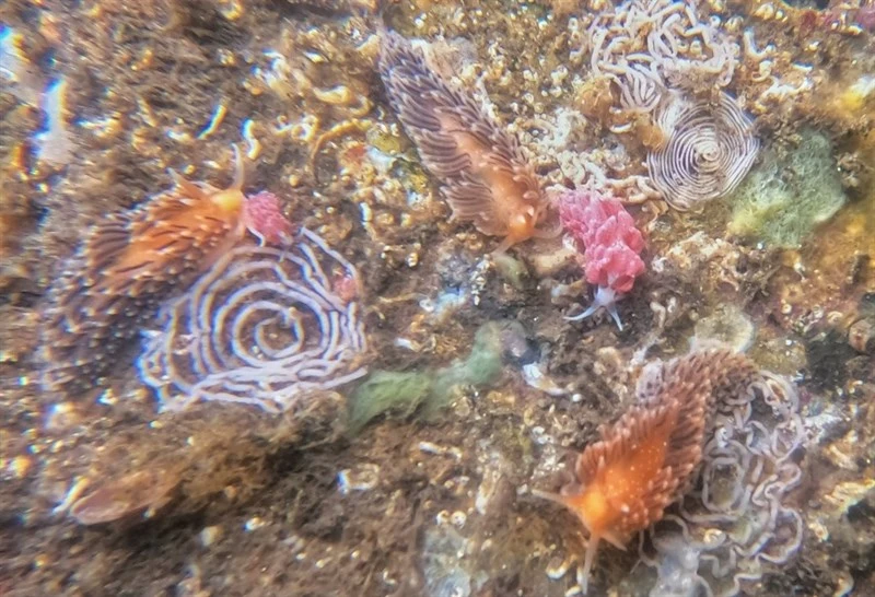 , Nudibranch - Favorinus elenalexiae, Favorinus elenalexiae