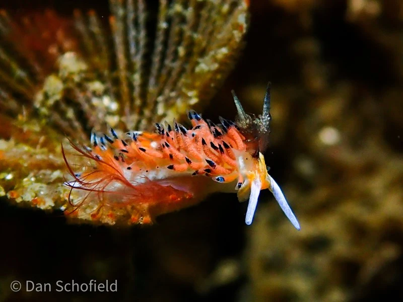 , Tsurunga Nudibranch, Ringed Favorinus, Favorinus tsuruganus
