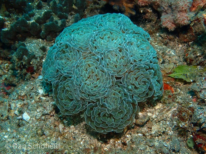, Anchor Coral, Fimbriaphyllia paraancora