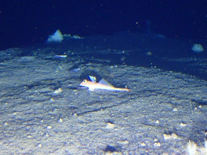 Spotfin dragonet, Foetorepus agassizii, Foetorepus agassizii