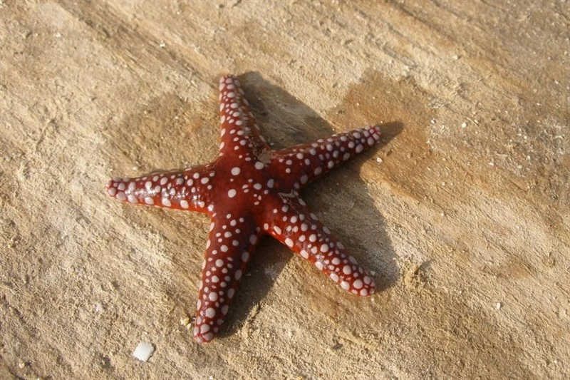 , Royal Tile Starfish, Ghardaqa Sea Star - Fromia ghardaqana, Fromia ghardaqana