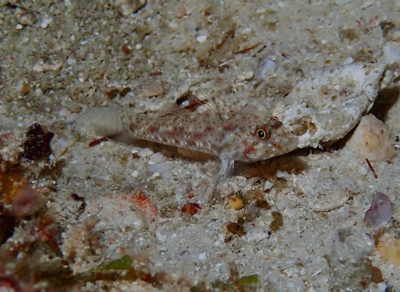 Shoulderspot sandgoby, Shoulderspot Sandgoby, Sidespot Sandgoby, Fusigobius humeralis