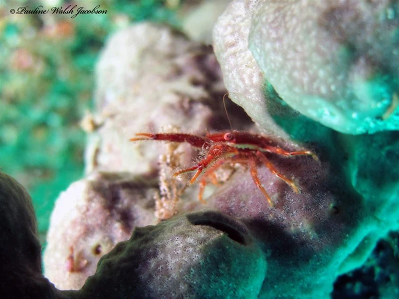 , Squat Lobster, Galathea tanegashimae