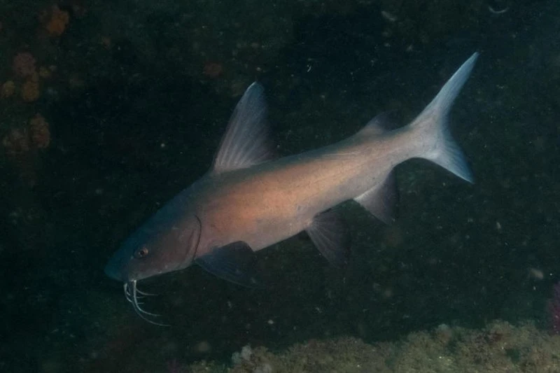 , Galeichthys troworum