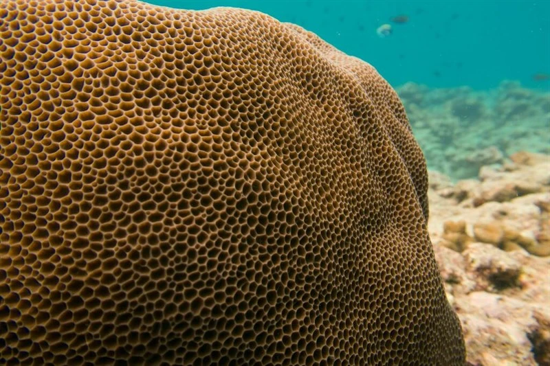 , Stony Coral - Gardineroseris planulata, Gardineroseris planulata