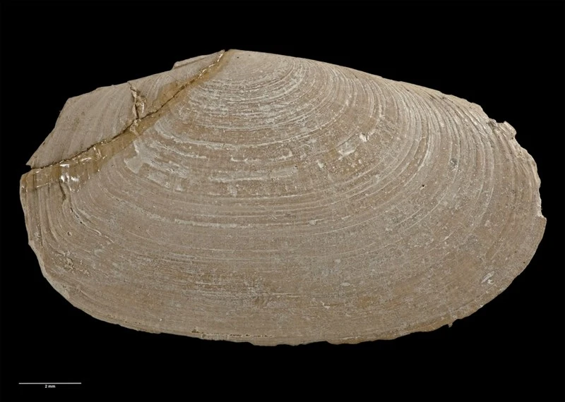 , Gari aucklandica, Gari aucklandica
