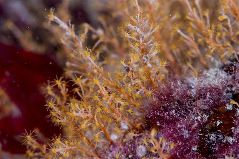 , Garveia nutans